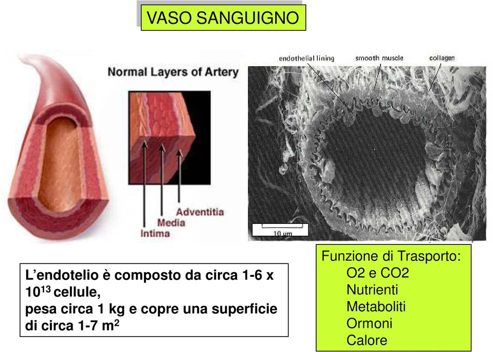 una superficie di circa 1-7 m 2 Funzione di