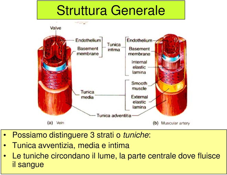 media e intima Le tuniche circondano il