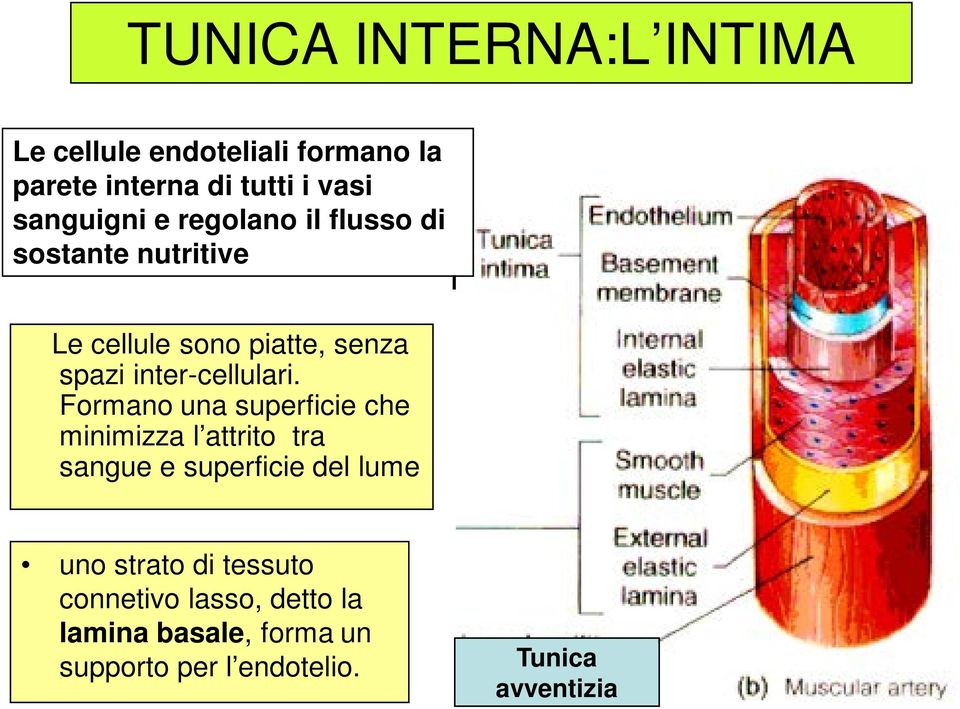 inter-cellulari.