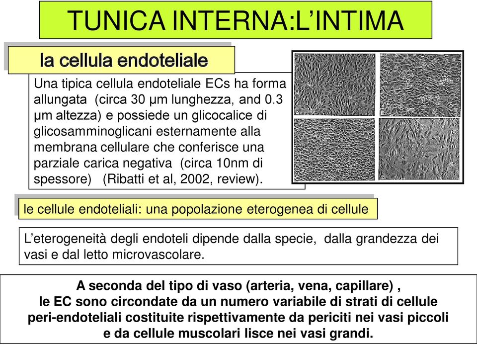 2002, review). le cellule endoteliali: una popolazione eterogenea di cellule L eterogeneità degli endoteli dipende dalla specie, dalla grandezza dei vasi e dal letto microvascolare.