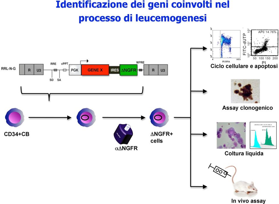 cellulare e apoptosi Assay clonogenico