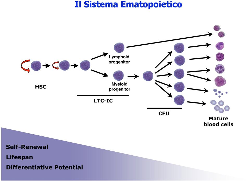 LTC-IC CFU Mature blood cells