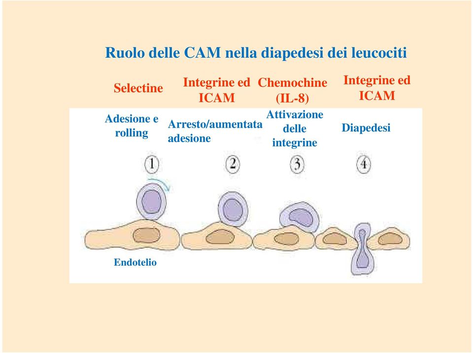 Arresto/aumentata adesione Chemochine (IL-8)