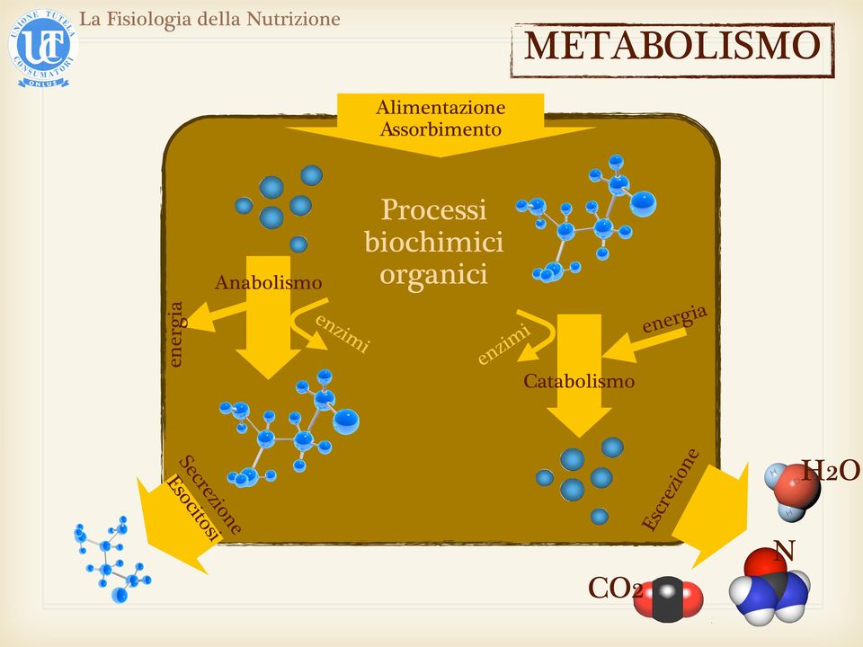 biochimici organici enzimi Catabolismo