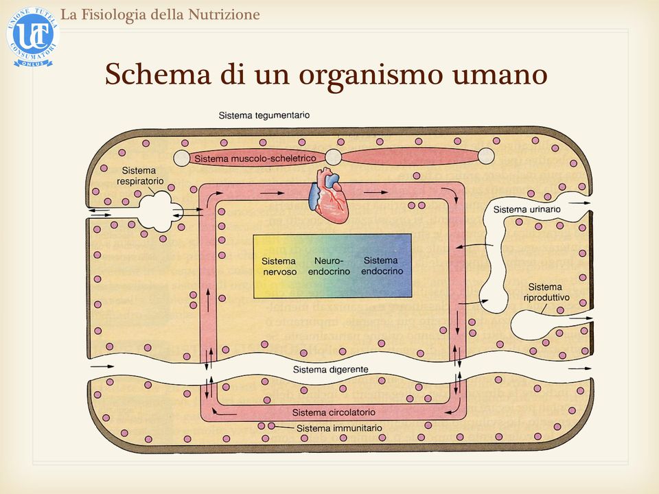 organismo