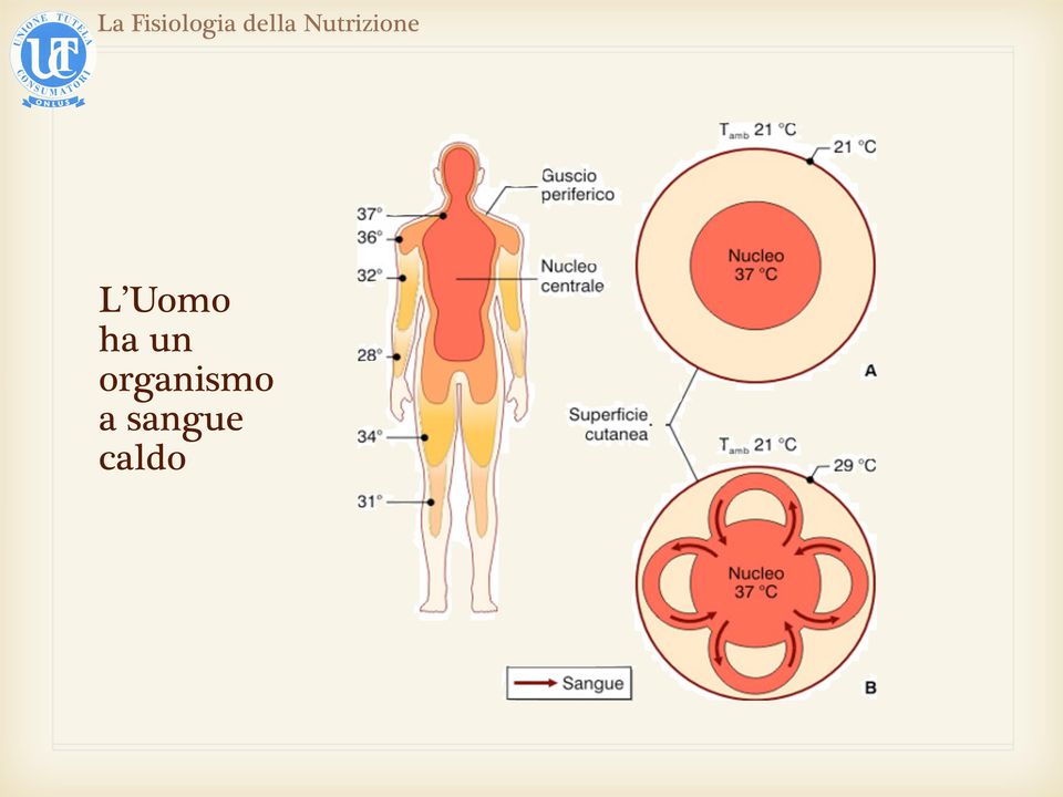 organismo