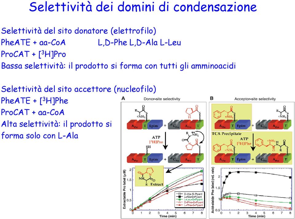 prodotto si forma con tutti gli amminoacidi Selettività del sito accettore