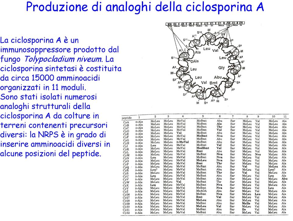 La ciclosporina sintetasi è costituita da circa 15000 amminoacidi organizzati in 11 moduli.