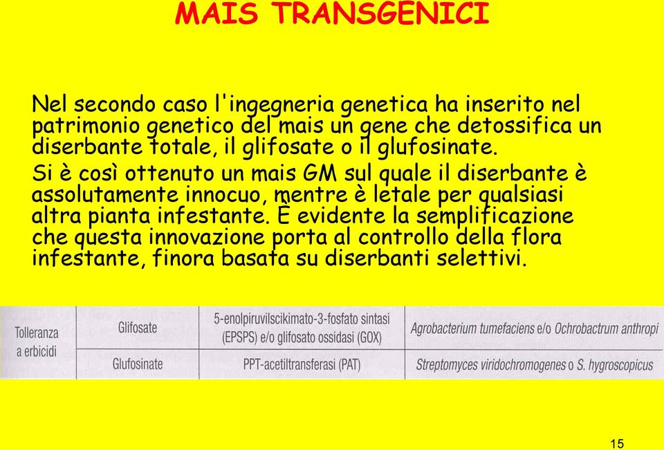 Si è così ottenuto un mais GM sul quale il diserbante è assolutamente innocuo, mentre è letale per qualsiasi