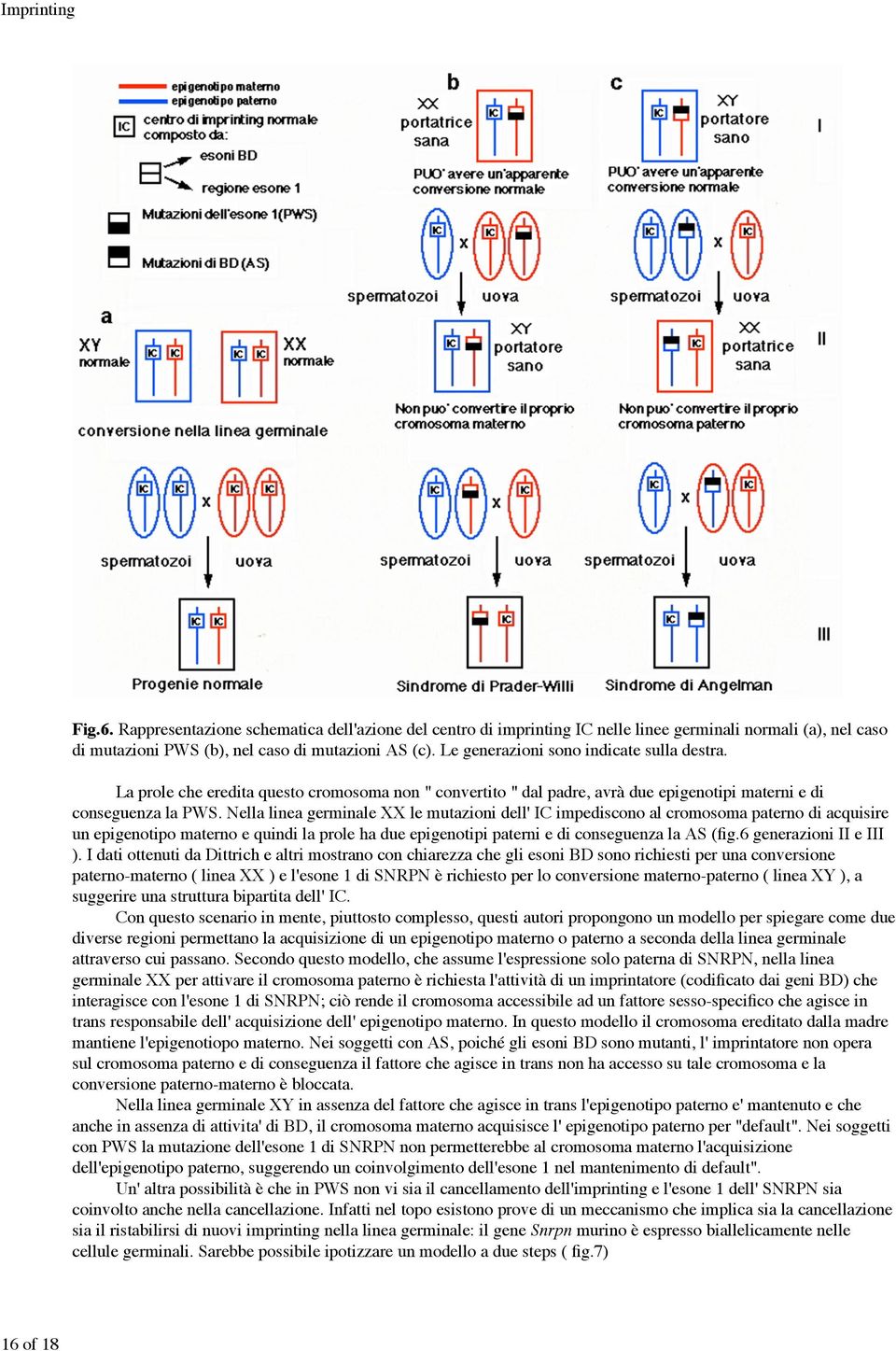 Nella linea germinale XX le mutazioni dell' IC impediscono al cromosoma paterno di acquisire un epigenotipo materno e quindi la prole ha due epigenotipi paterni e di conseguenza la AS (fig.