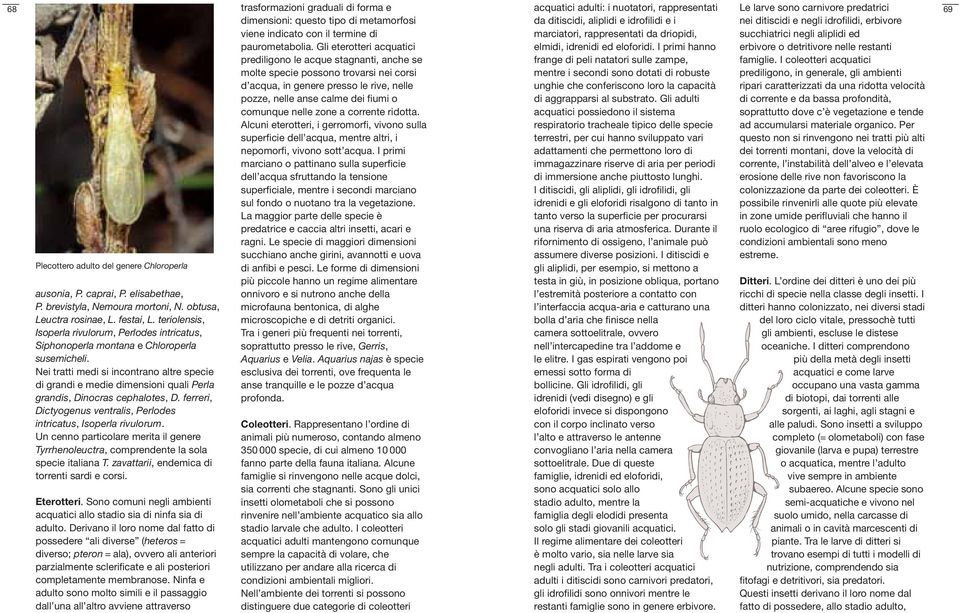 zone a corrente ridotta. Alcuni eterotteri, i gerromorfi, vivono sulla superficie dell acqua, mentre altri, i nepomorfi, vivono sott acqua.