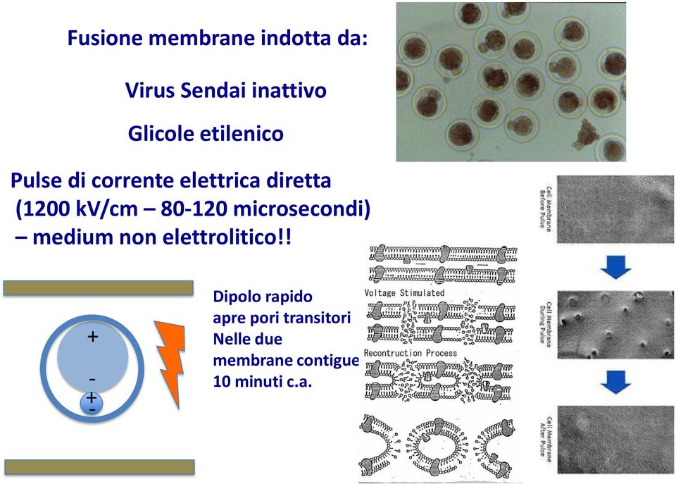 80-120 microsecondi) medium non elettrolitico!