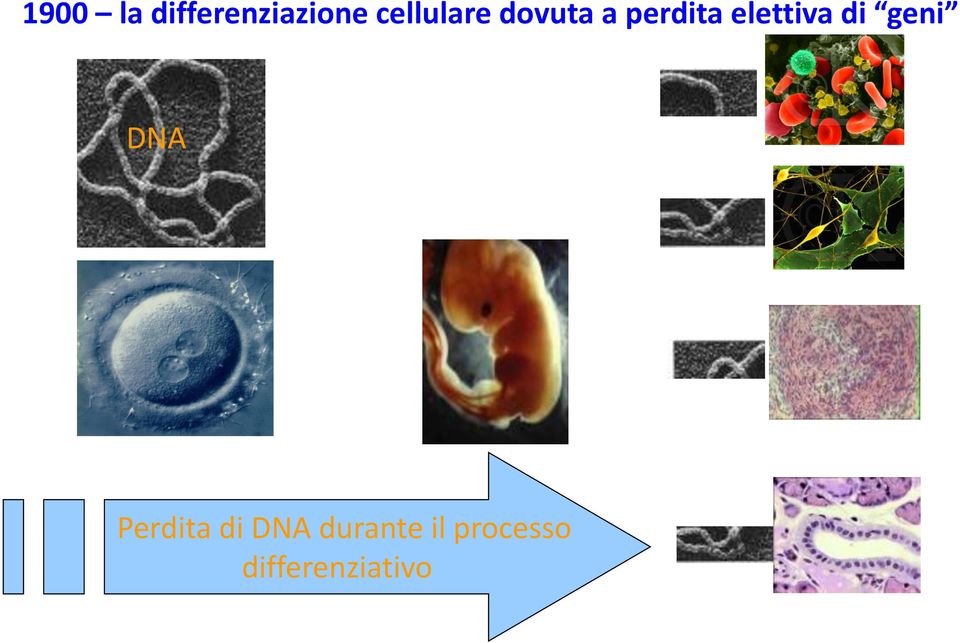 elettiva di geni DNA Perdita