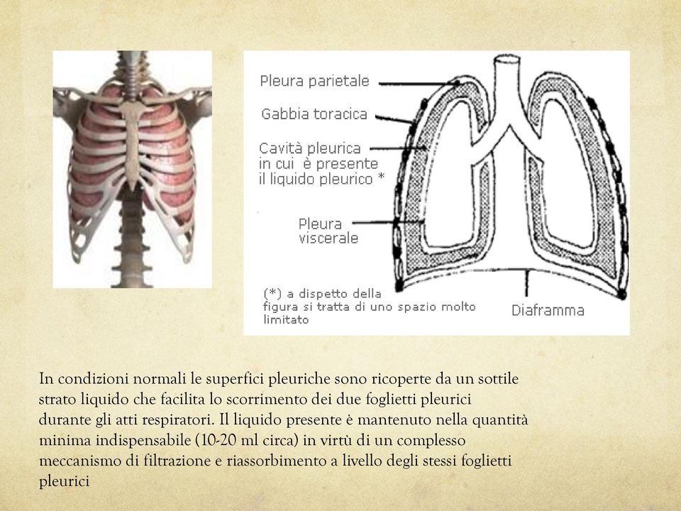 Il liquido presente è mantenuto nella quantità minima indispensabile (10-20 ml circa) in