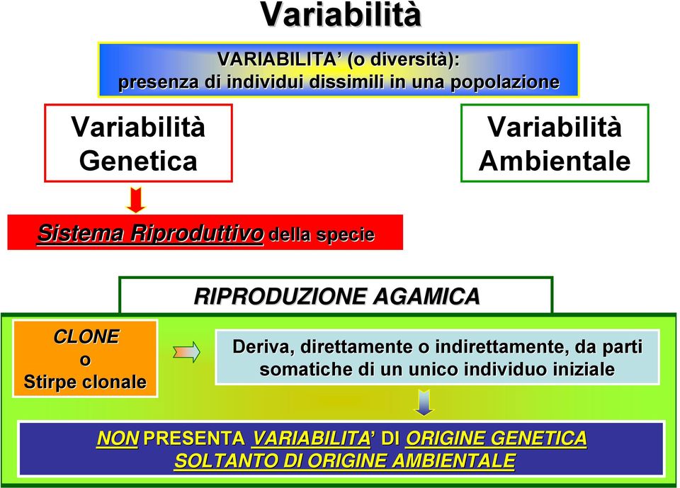 AGAMICA CLONE o Stirpe clonale Deriva, direttamente o indirettamente, da parti somatiche di