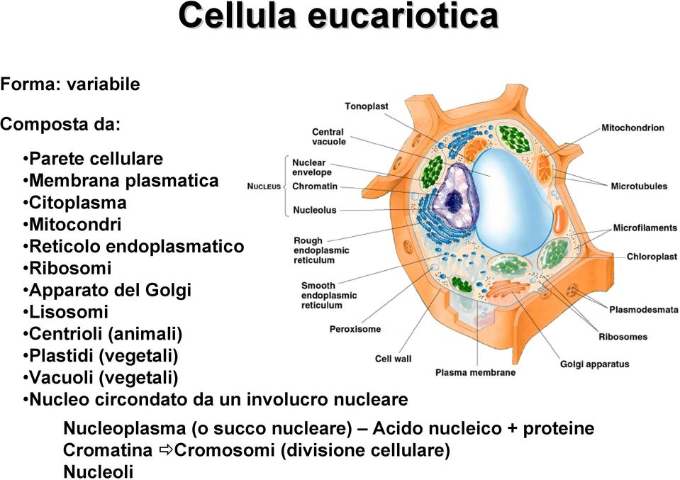 (animali) Plastidi (vegetali) Vacuoli (vegetali) Nucleo circondato da un involucro nucleare