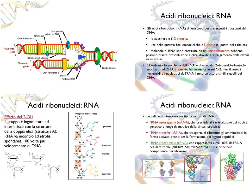 molecole di RNA sono costituite da un unico filamento, sebbene possano essere presenti zone a elica, dovute al ripiegamento della catena su se stessa.