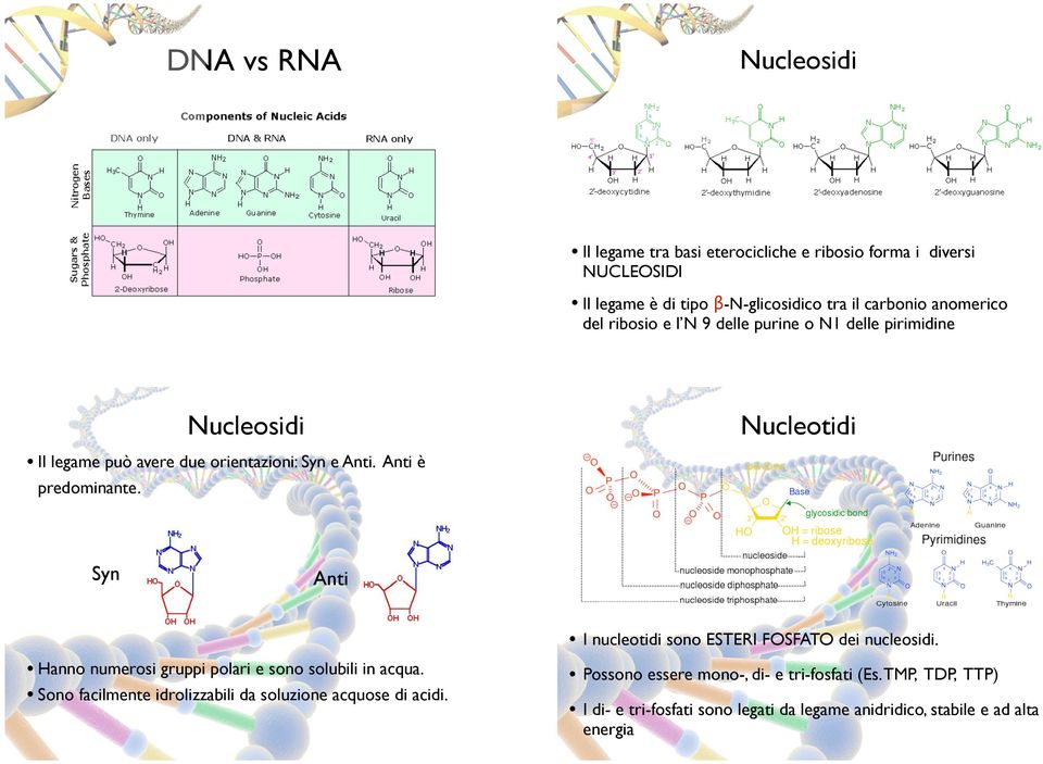 Nucleotidi Syn Anti Hanno numerosi gruppi polari e sono solubili in acqua. Sono facilmente idrolizzabili da soluzione acquose di acidi.