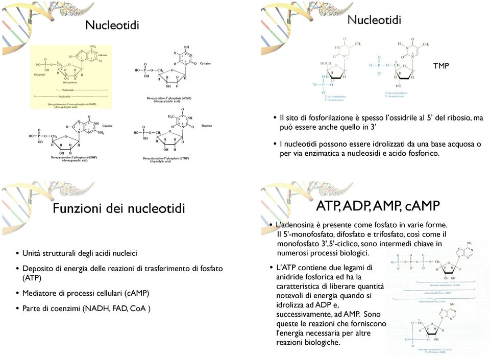 Funzioni dei nucleotidi Unità strutturali degli acidi nucleici Deposito di energia delle reazioni di trasferimento di fosfato (ATP) Mediatore di processi cellulari (camp) Parte di coenzimi (NADH,