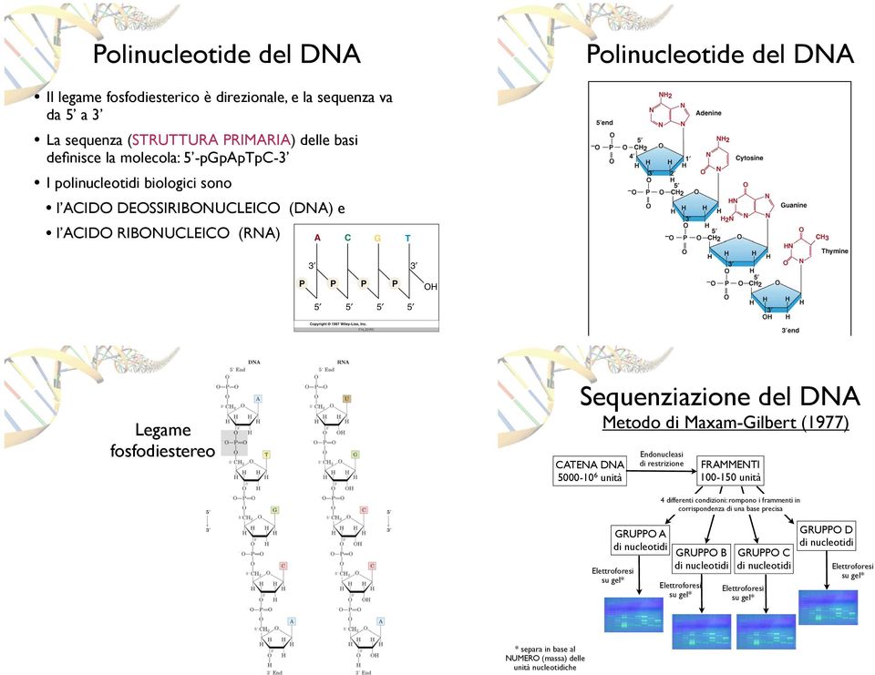 DNA 5000-10 6 unità Endonucleasi di restrizione FRAMMENTI 100-150 unità GRUPPO A di nucleotidi Elettroforesi su gel* 4 differenti condizioni: rompono i frammenti in corrispondenza di una base