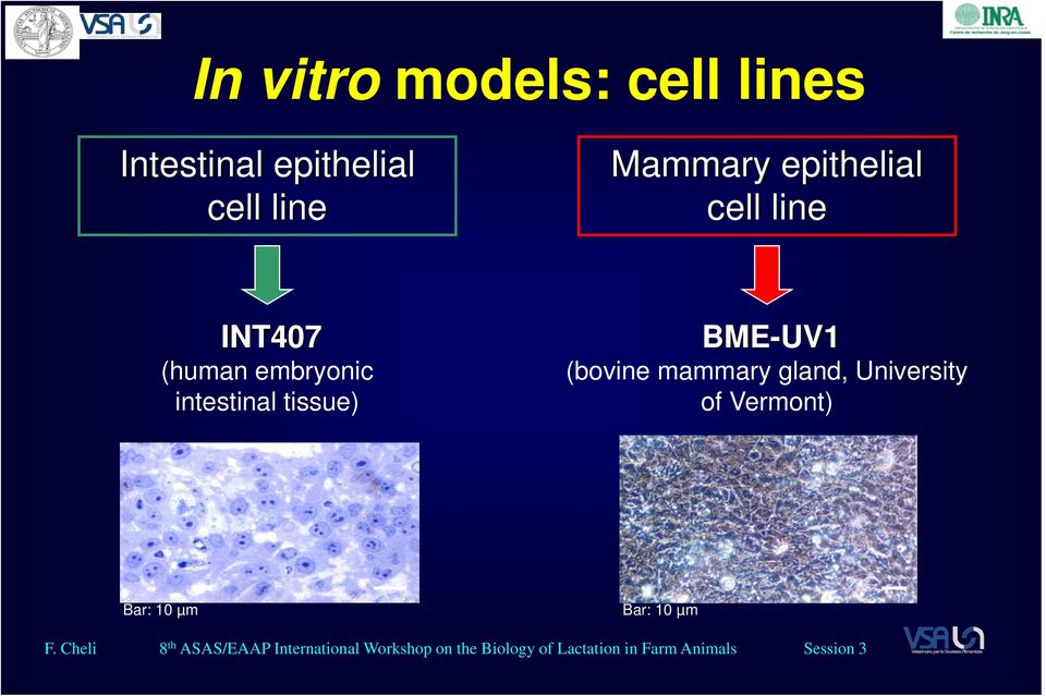 (bovine mammary gland, University of Vermont) Bar: 10 µm Bar: 10 µm F.