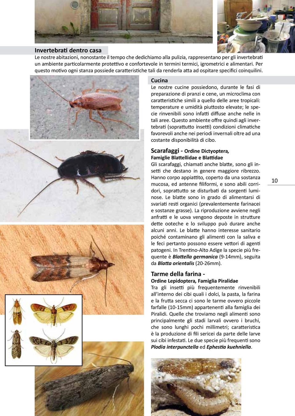 Cucina Le nostre cucine possiedono, durante le fasi di preparazione di pranzi e cene, un microclima con caratteristiche simili a quello delle aree tropicali: temperature e umidità piuttosto elevate;