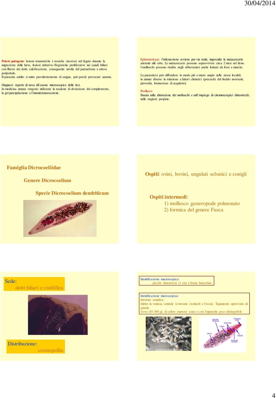 Diagnosi: reperto di uova all esame microscopico delle feci. In medicina umana vengono utilizzate la reazione di deviazione del complemento, la gel-precipitazione e l intradermoreazione.