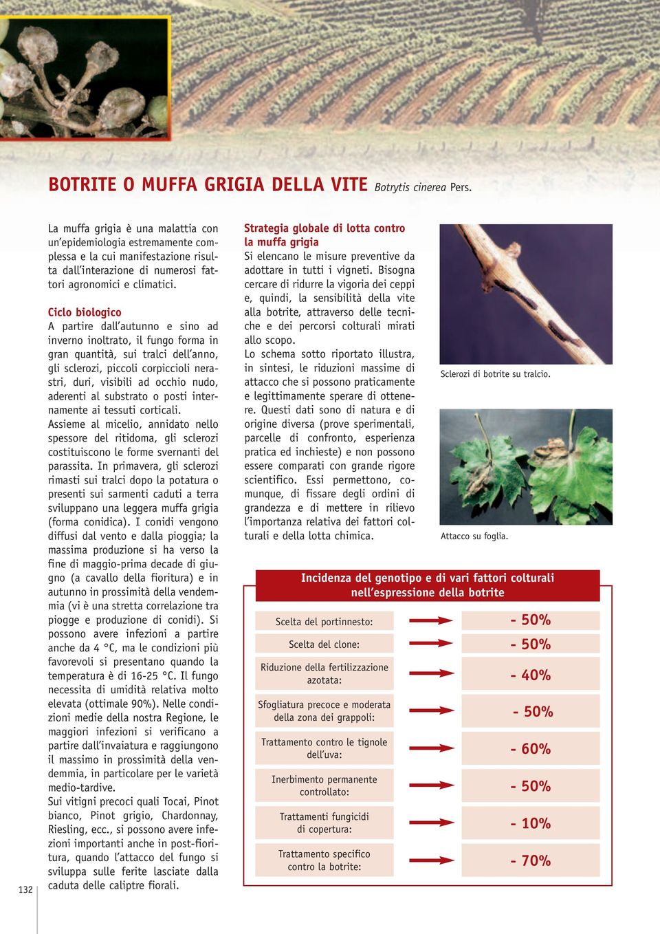 Ciclo biologico A partire dall autunno e sino ad inverno inoltrato, il fungo forma in gran quantità, sui tralci dell anno, gli sclerozi, piccoli corpiccioli nerastri, duri, visibili ad occhio nudo,