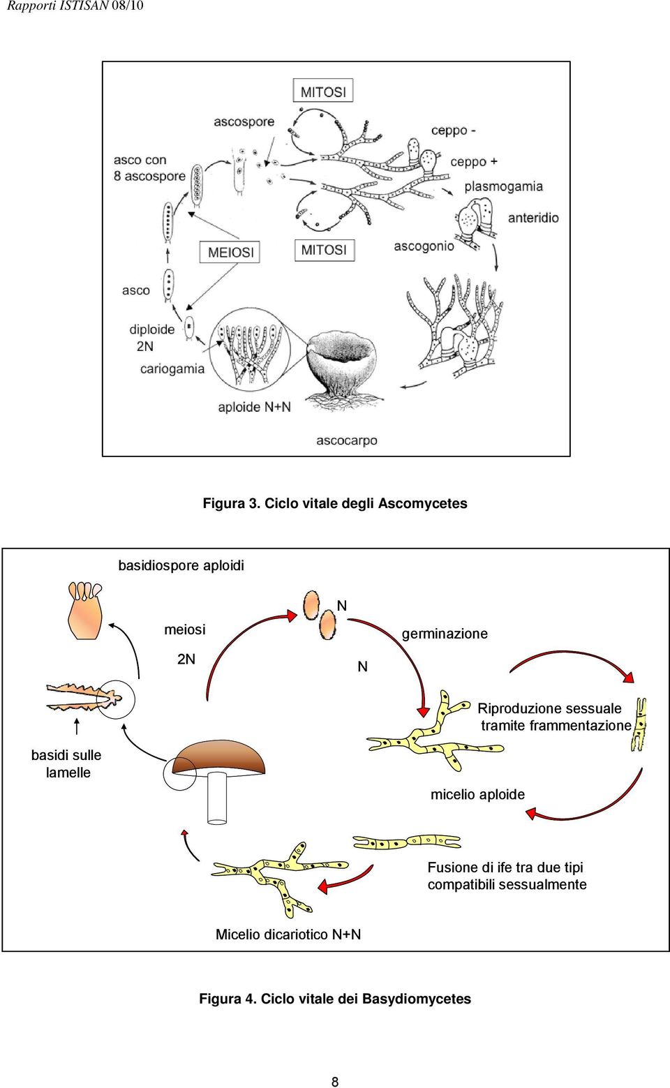 germinazione Riproduzione sessuale tramite frammentazione basidi sulle