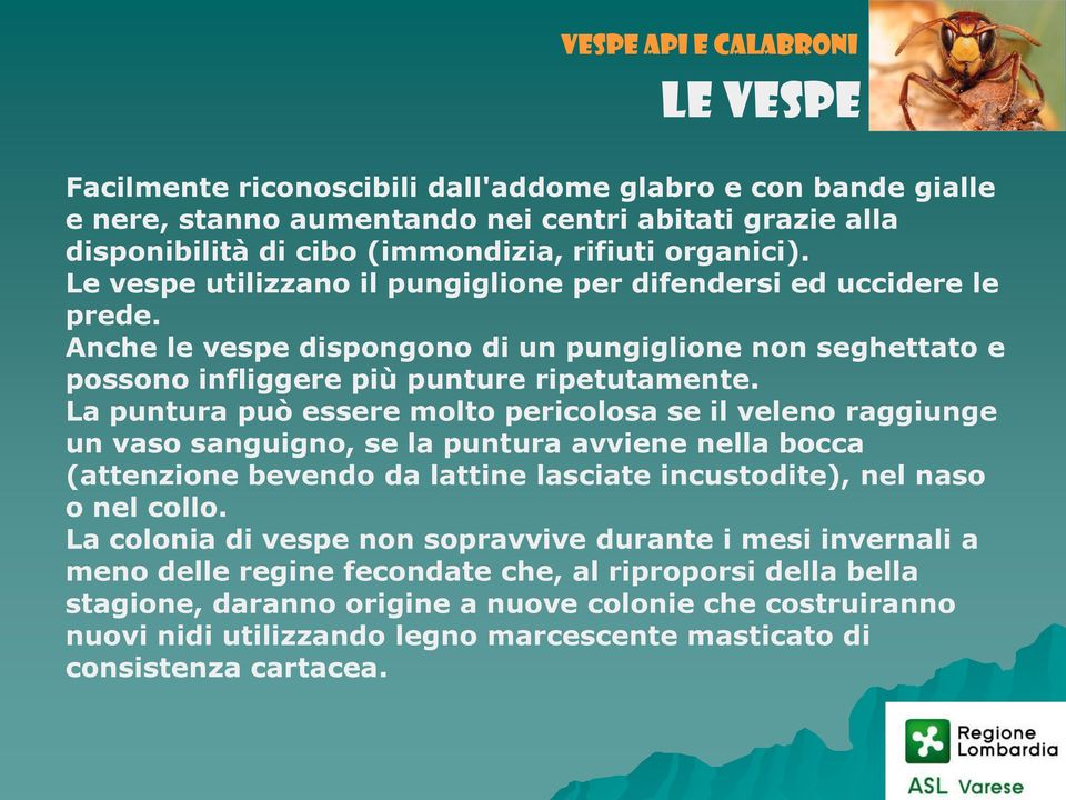 La puntura può essere molto pericolosa se il veleno raggiunge un vaso sanguigno, se la puntura avviene nella bocca (attenzione bevendo da lattine lasciate incustodite), nel naso o nel collo.