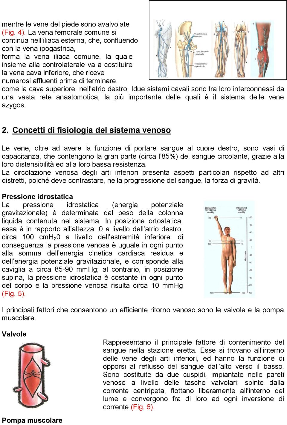 inferiore, che riceve numerosi affluenti prima di terminare, come la cava superiore, nell atrio destro.