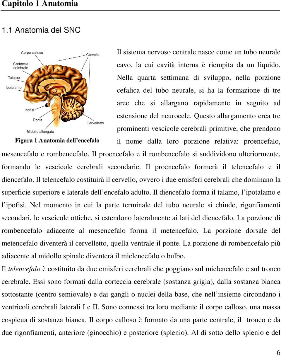 Questo allargamento crea tre prominenti vescicole cerebrali primitive, che prendono Figura 1 Anatomia dell encefalo il nome dalla loro porzione relativa: proencefalo, mesencefalo e rombencefalo.