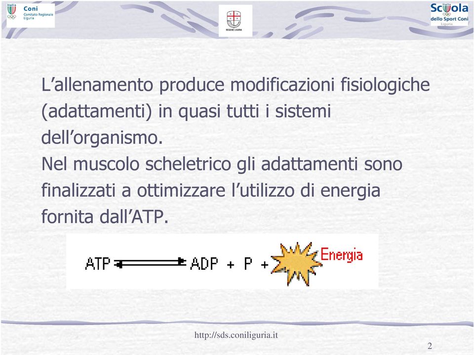 Nel muscolo scheletrico gli adattamenti sono finalizzati a