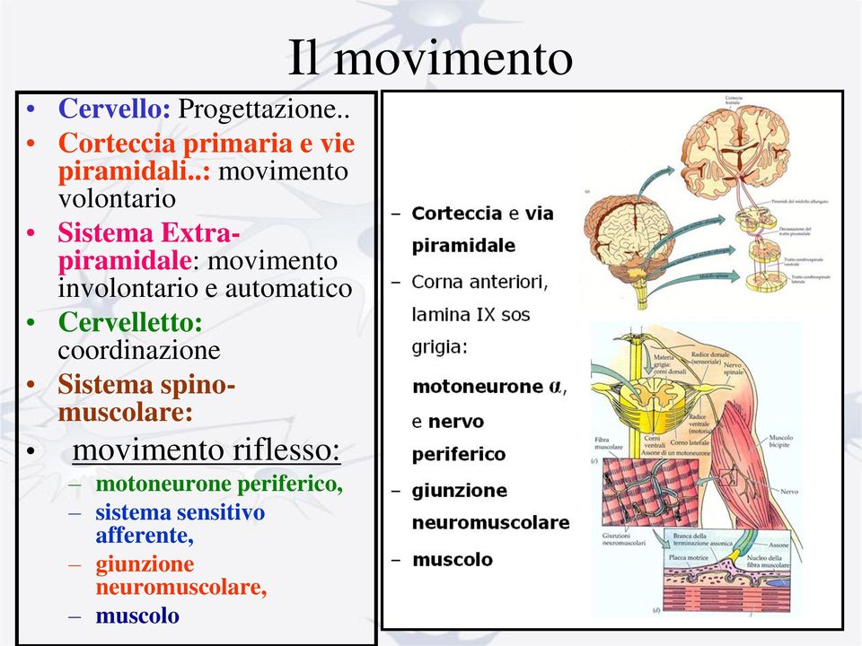 automatico Cervelletto: coordinazione Sistema spinomuscolare: movimento