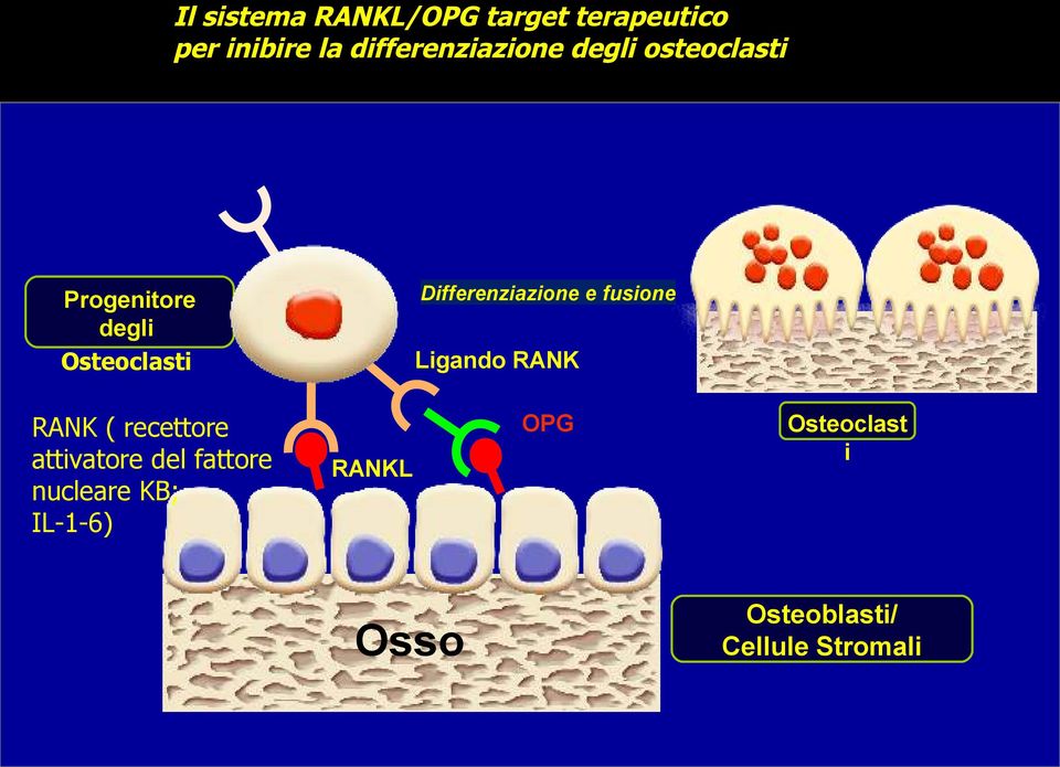 Progenitore degli Osteoclasti RANK ( recettore attivatore del fattore