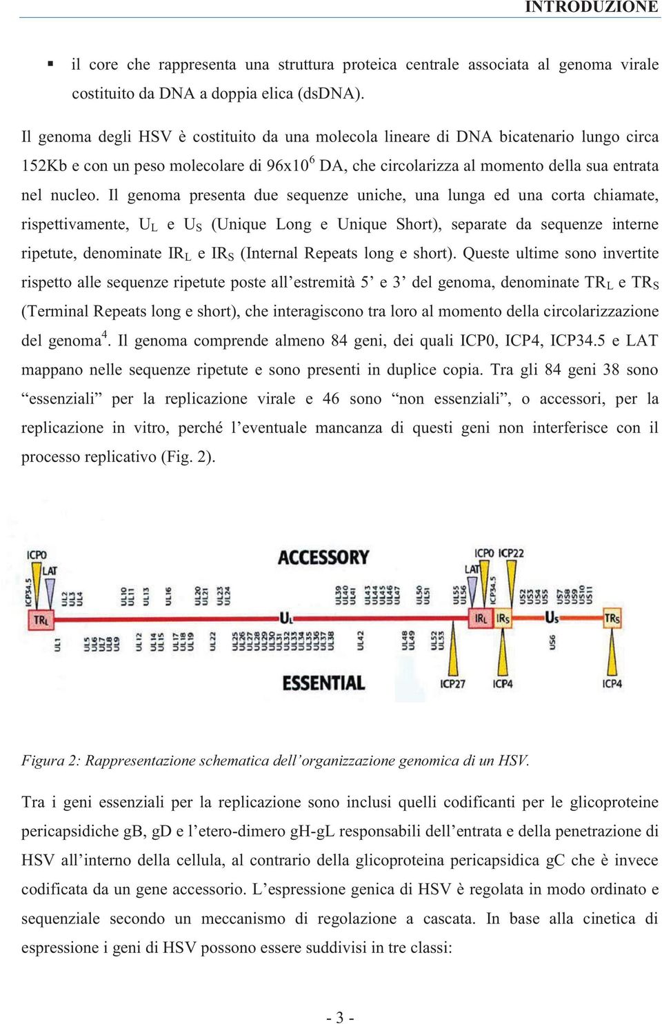 Il genoma presenta due sequenze uniche, una lunga ed una corta chiamate, rispettivamente, U L e U S (Unique Long e Unique Short), separate da sequenze interne ripetute, denominate IR L e IR S