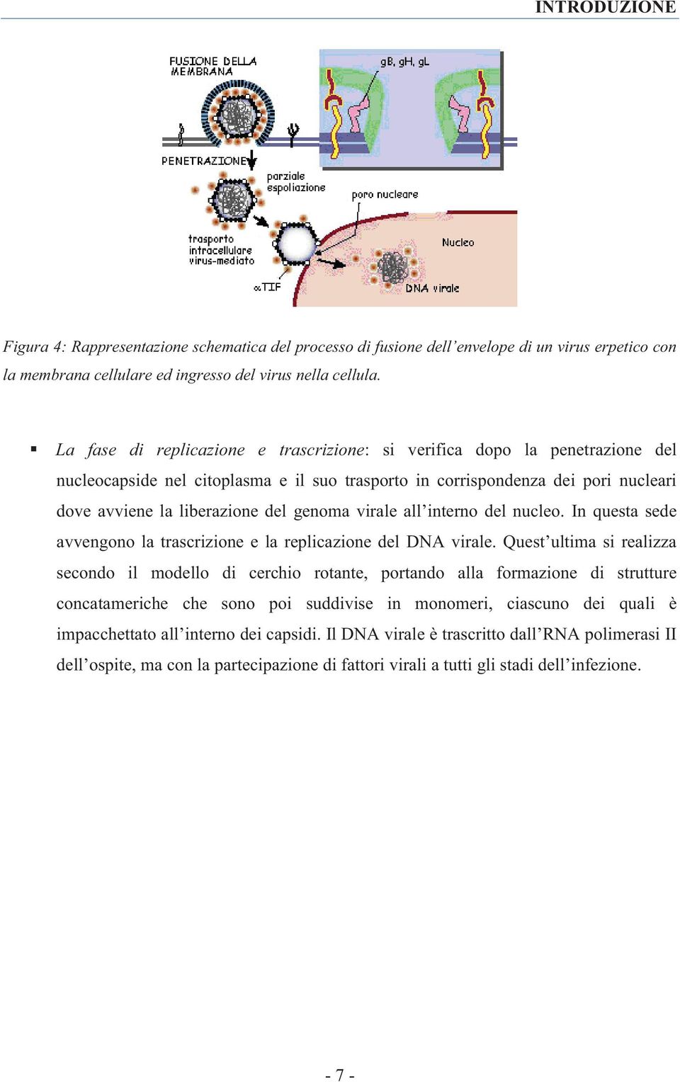 virale all interno del nucleo. In questa sede avvengono la trascrizione e la replicazione del DNA virale.