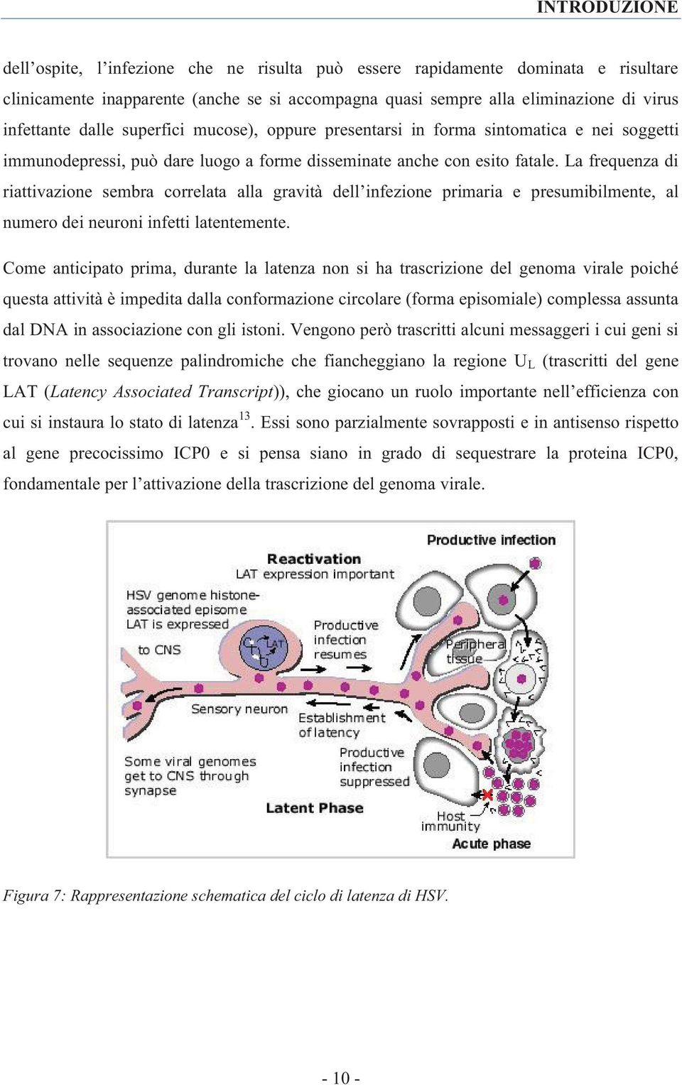 La frequenza di riattivazione sembra correlata alla gravità dell infezione primaria e presumibilmente, al numero dei neuroni infetti latentemente.