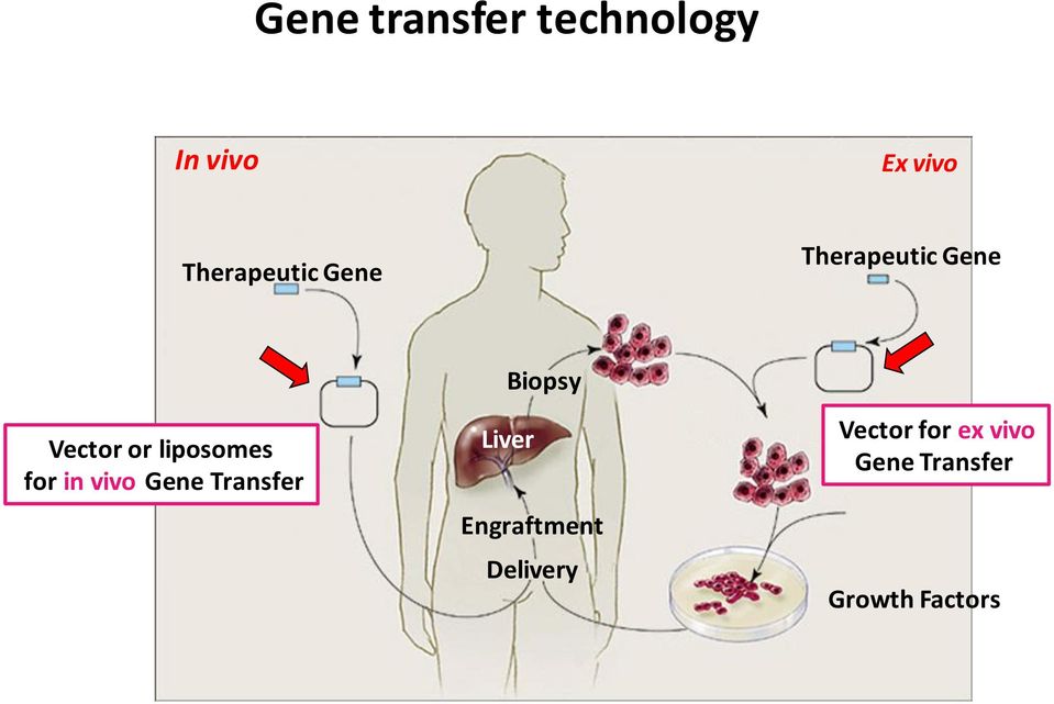 liposomes for in vivo Gene Transfer Biopsy Liver