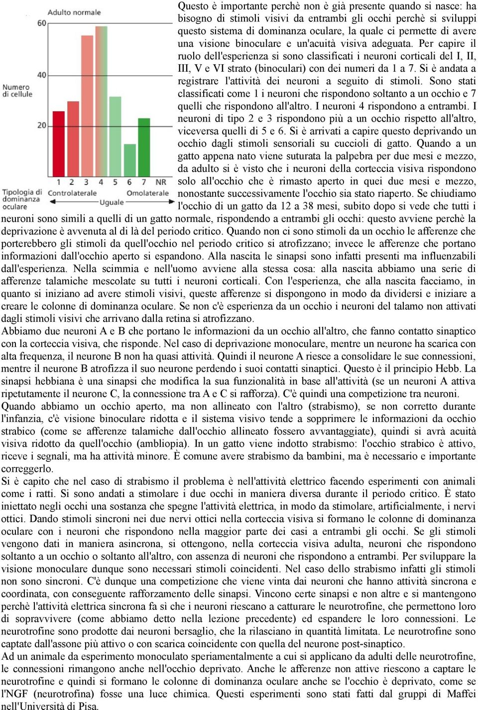 Si è andata a registrare l'attività dei neuroni a seguito di stimoli. Sono stati classificati come 1 i neuroni che rispondono soltanto a un occhio e 7 quelli che rispondono all'altro.