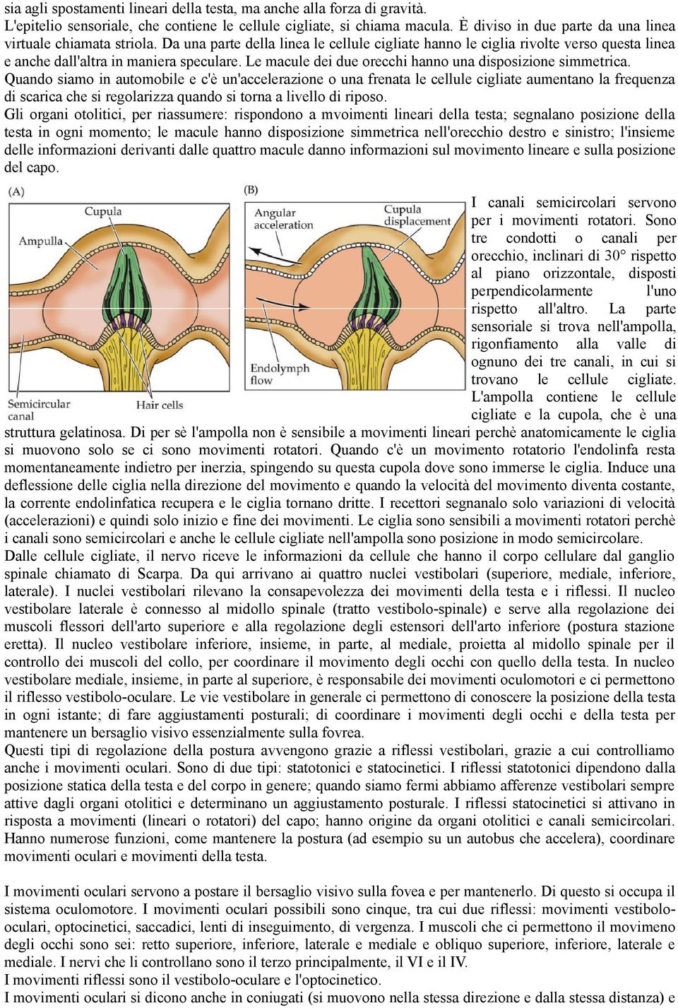 Le macule dei due orecchi hanno una disposizione simmetrica.