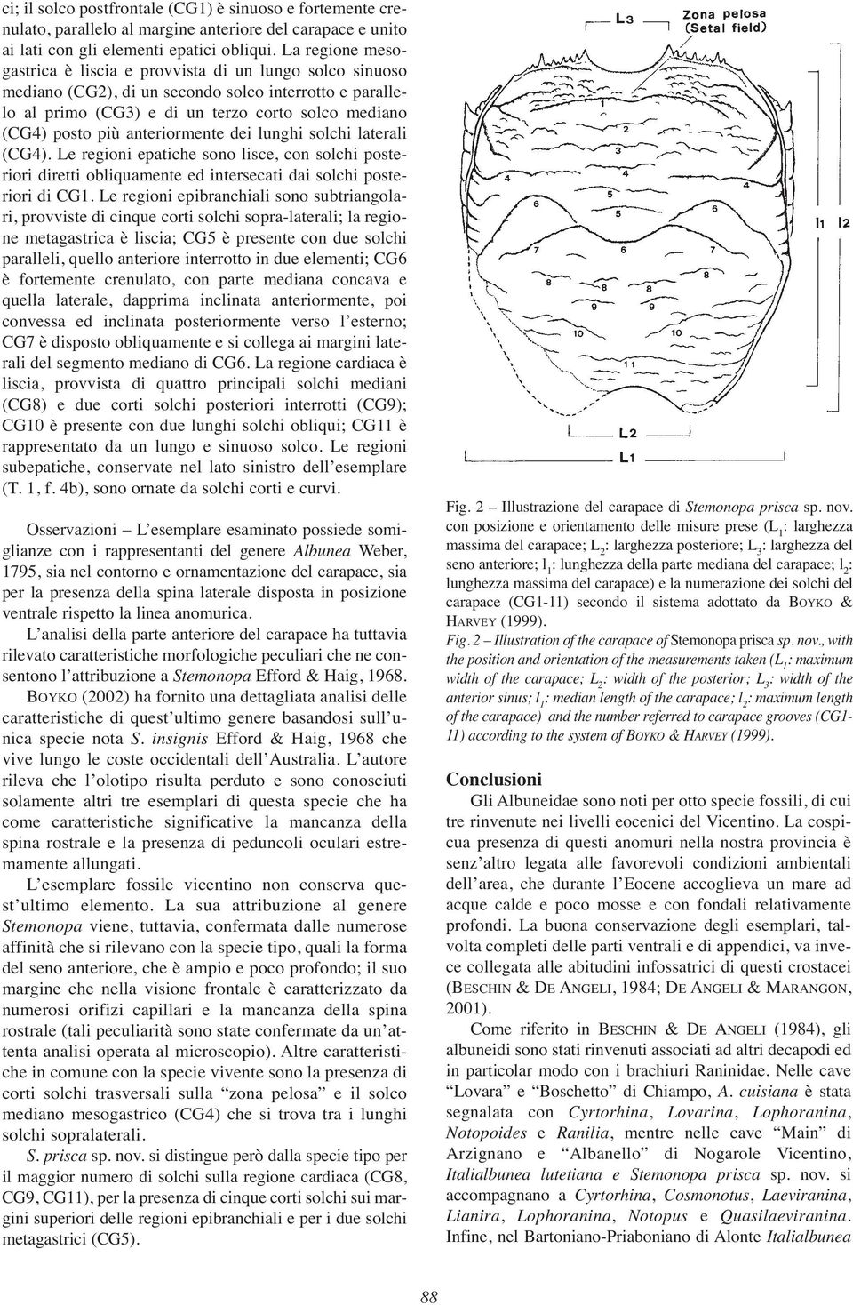 anteriormente dei lunghi solchi laterali (CG4). Le regioni epatiche sono lisce, con solchi posteriori diretti obliquamente ed intersecati dai solchi posteriori di CG1.