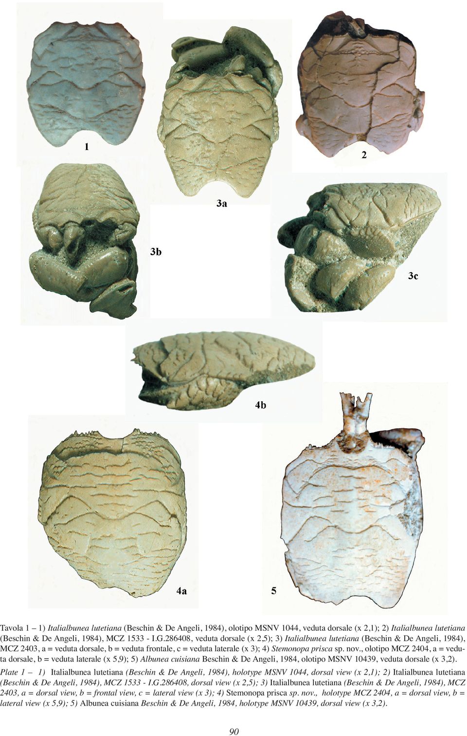 , olotipo MCZ 2404, a = veduta dorsale, b = veduta laterale (x 5,9); 5) Albunea cuisiana Beschin & De Angeli, 1984, olotipo MSNV 10439, veduta dorsale (x 3,2).