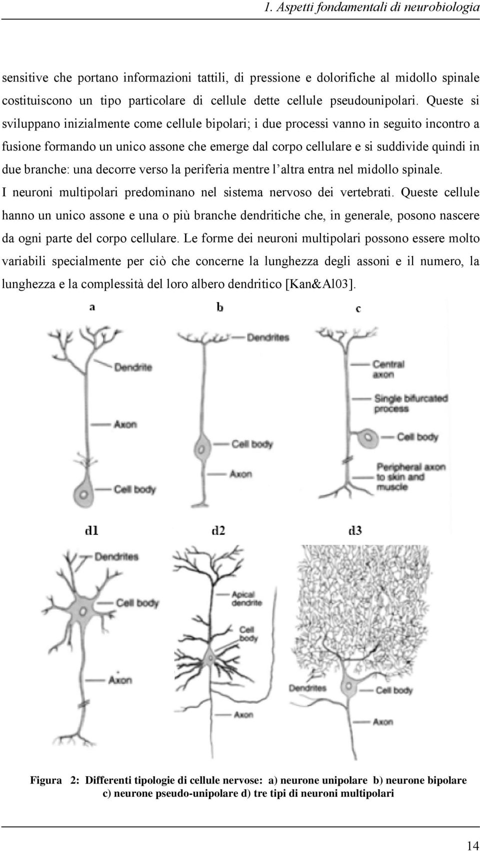 Queste si sviluppano inizialmente come cellule bipolari; i due processi vanno in seguito incontro a fusione formando un unico assone che emerge dal corpo cellulare e si suddivide quindi in due