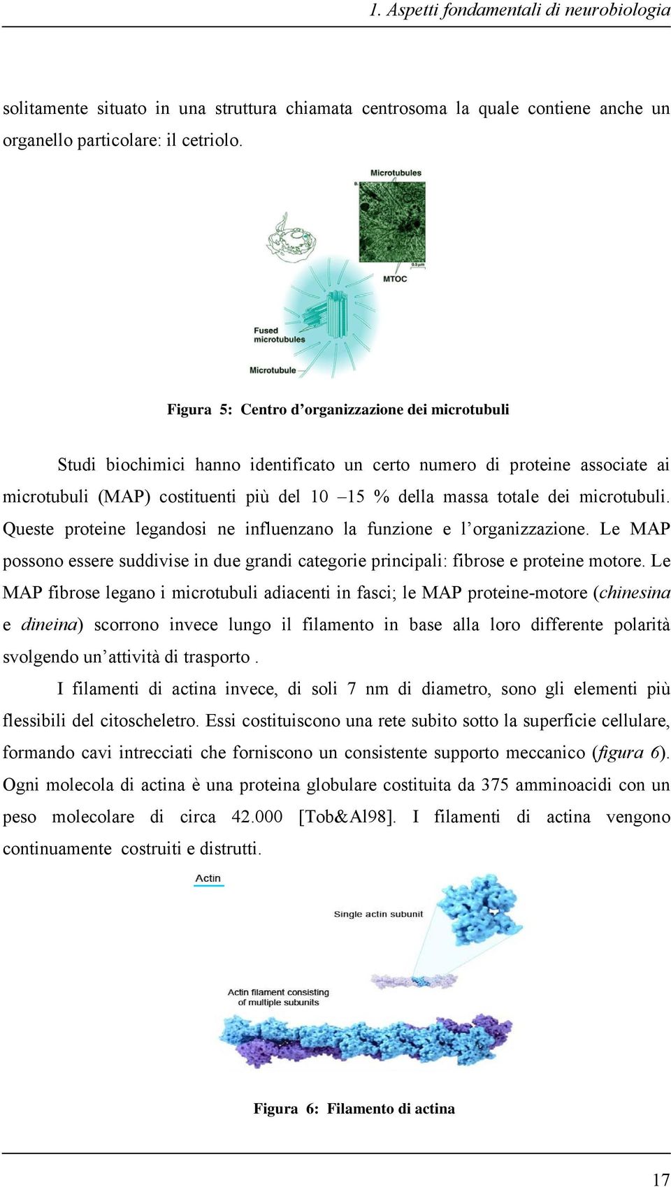 microtubuli. Queste proteine legandosi ne influenzano la funzione e l organizzazione. Le MAP possono essere suddivise in due grandi categorie principali: fibrose e proteine motore.