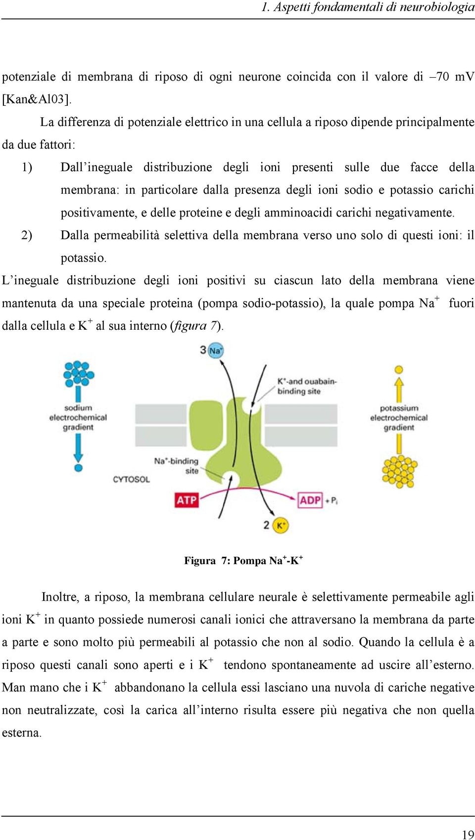 dalla presenza degli ioni sodio e potassio carichi positivamente, e delle proteine e degli amminoacidi carichi negativamente.