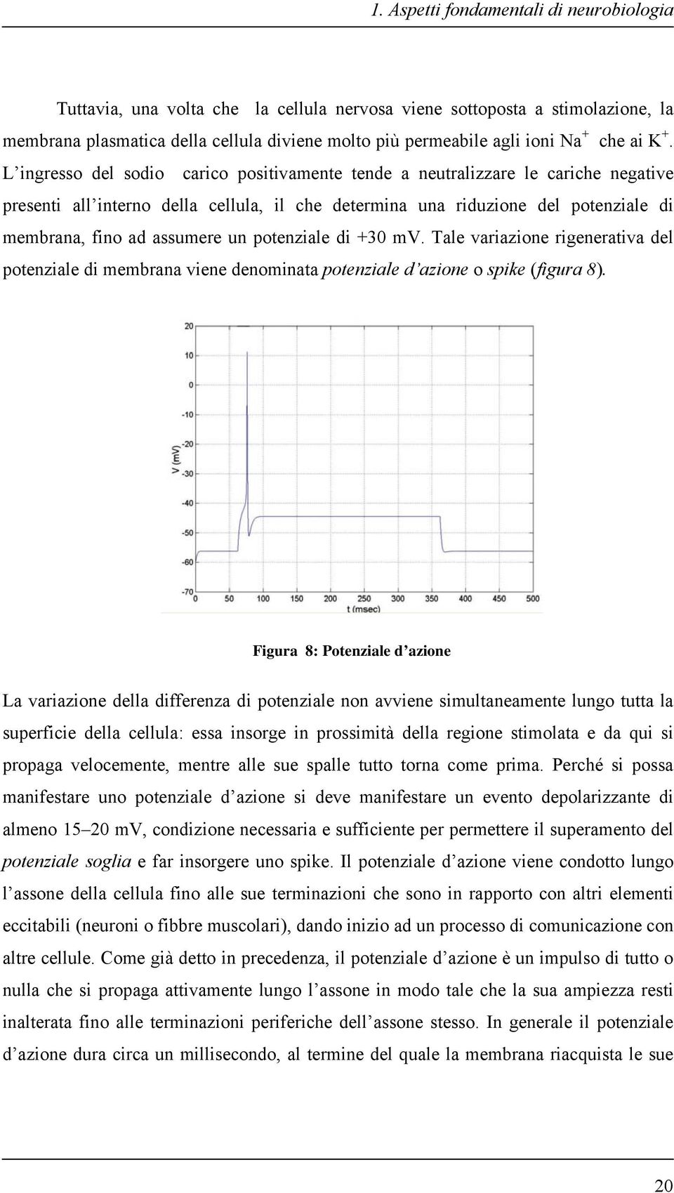 L ingresso del sodio carico positivamente tende a neutralizzare le cariche negative presenti all interno della cellula, il che determina una riduzione del potenziale di membrana, fino ad assumere un