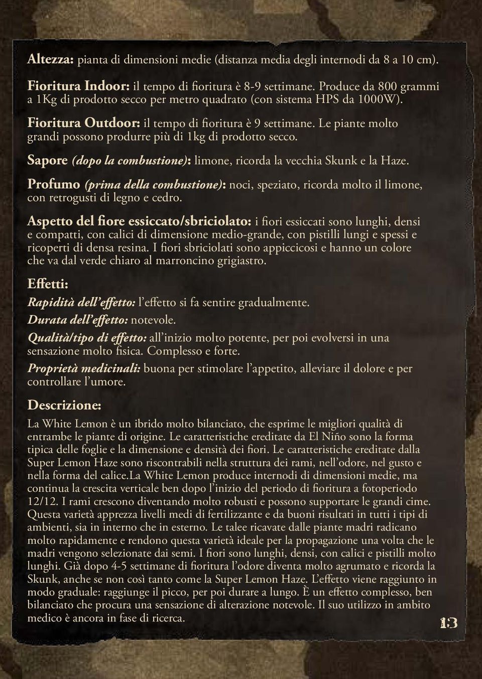 Le piante molto grandi possono produrre più di 1kg di prodotto secco. Sapore (dopo la combustione): limone, ricorda la vecchia Skunk e la Haze.