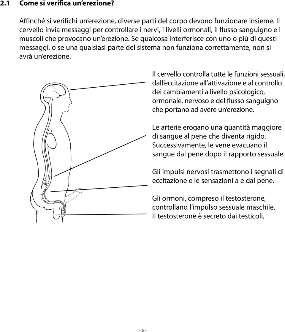 Se qualcosa interferisce con uno o più di questi messaggi, o se una qualsiasi parte del sistema non funziona correttamente, non si avrà un erezione.