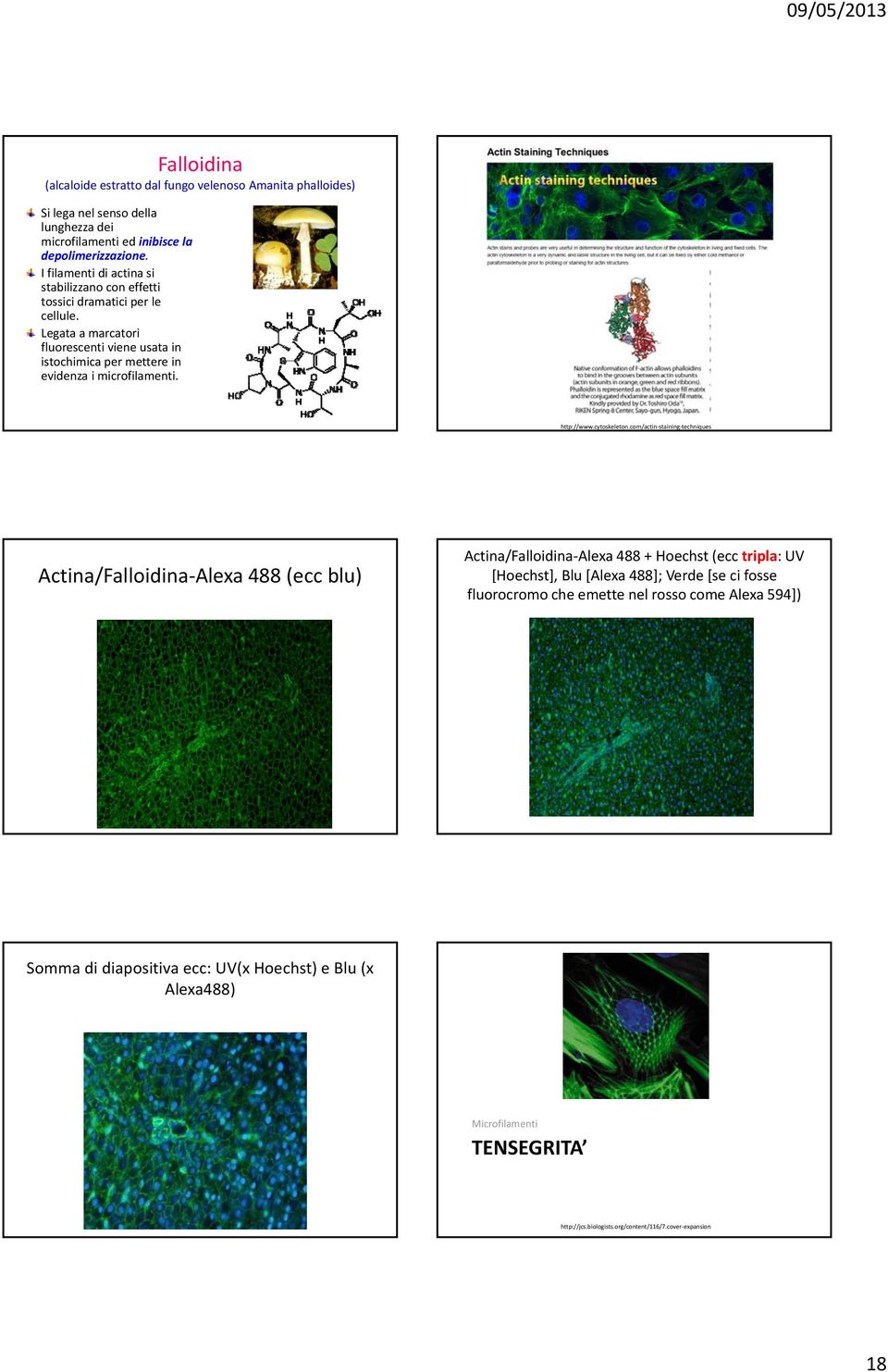 Legata a marcatori fluorescenti viene usata in istochimica per mettere in evidenza i microfilamenti. http://www.cytoskeleton.